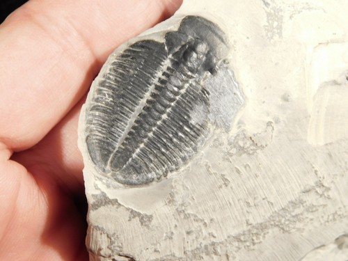 Elrathia trilobite fossil from - fossil,