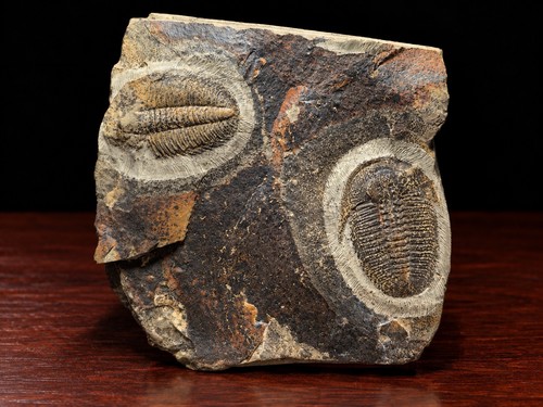 Trilobite fossil - trilobite,