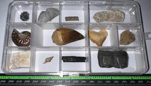 Labeled real fossil - labeled, lot